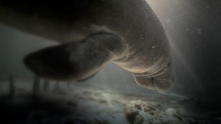 Stunning short film explores the underwater realm of manatees